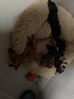 Les chiots de Teckel poil ras