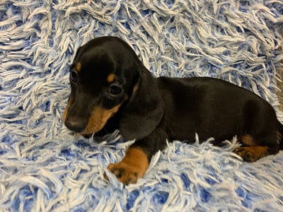 Les chiots de Teckel poil ras