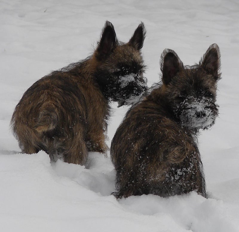 chiot Cairn Terrier of Wings of an Angel