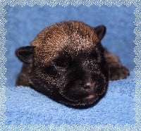 of Wings of an Angel - Cairn Terrier - Portée née le 19/03/2017