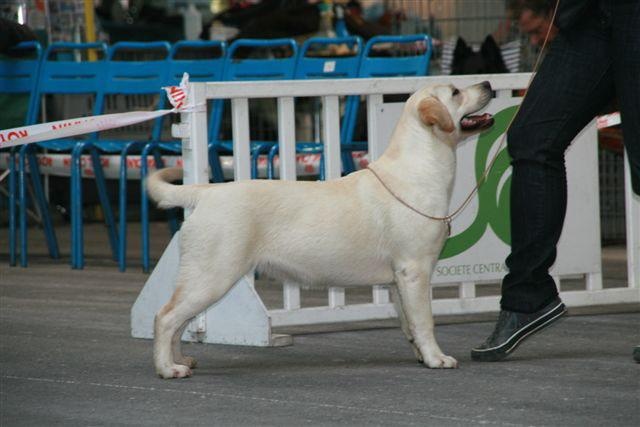 CH. Dior j'adore of Wings of an Angel - 1 exc Meilleur Puppy