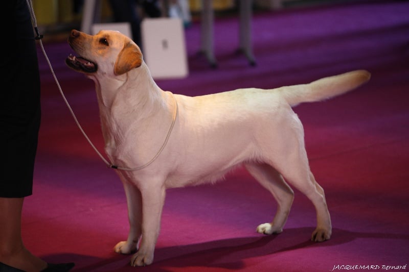 CH. Dior j'adore of Wings of an Angel - CACS Meilleur de Race