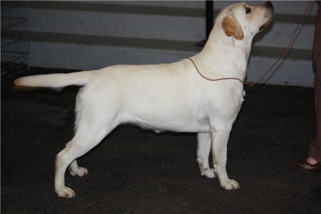 CH. Dior j'adore of Wings of an Angel - 1er excellent classe jeune