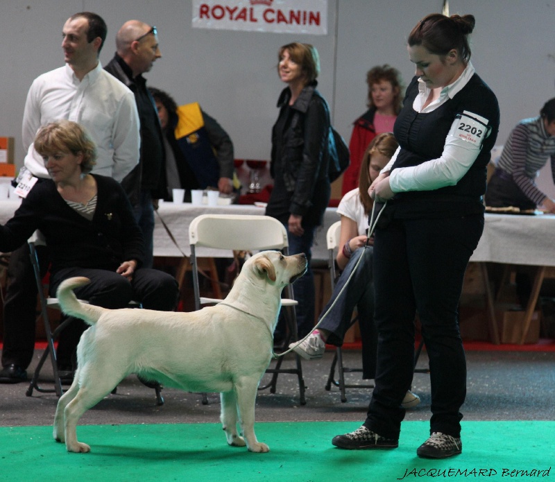 CH. Dior j'adore of Wings of an Angel - 2ème Exc en classe Intermédiaire