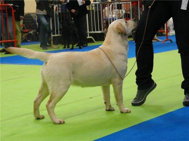 CH. Dior j'adore of Wings of an Angel - Très prometteur