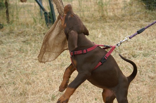 Publication : de la Lumière de Bregançon Auteur : Bouwyn j