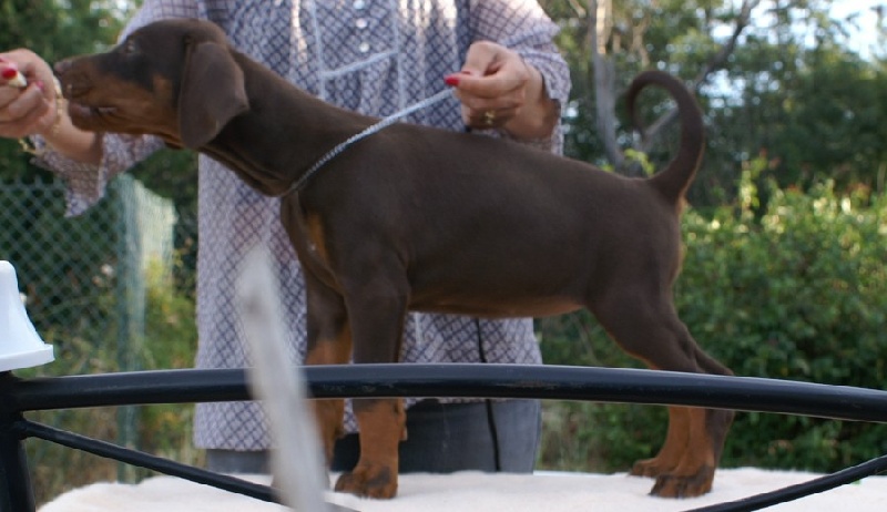 Publication : de la Lumière de Bregançon Auteur : Bouwyn j