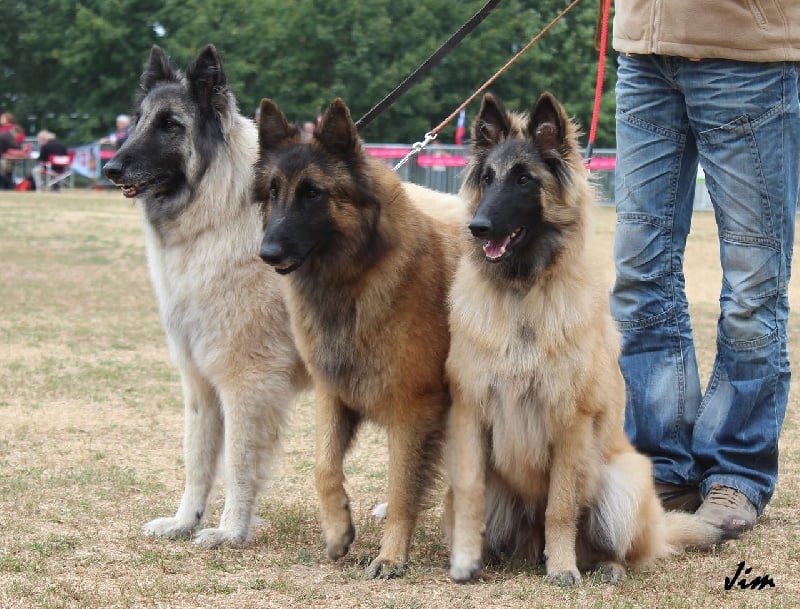 Publication : des Loups de la Tiarde Auteur : Brigitte BOISSE
