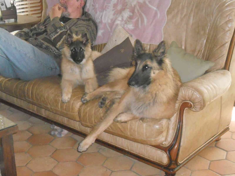 Publication : des Loups de la Tiarde Auteur : Brigitte BOISSE