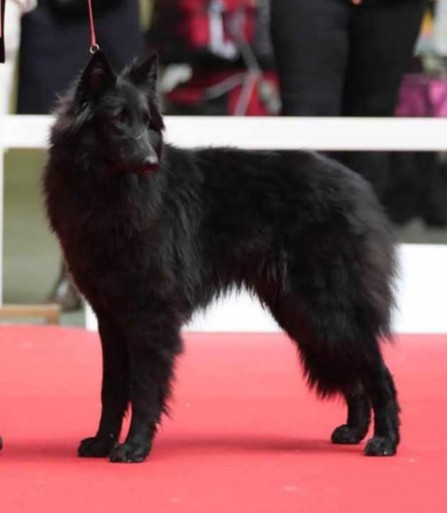 CH. Voici volonte des Loups de la Tiarde