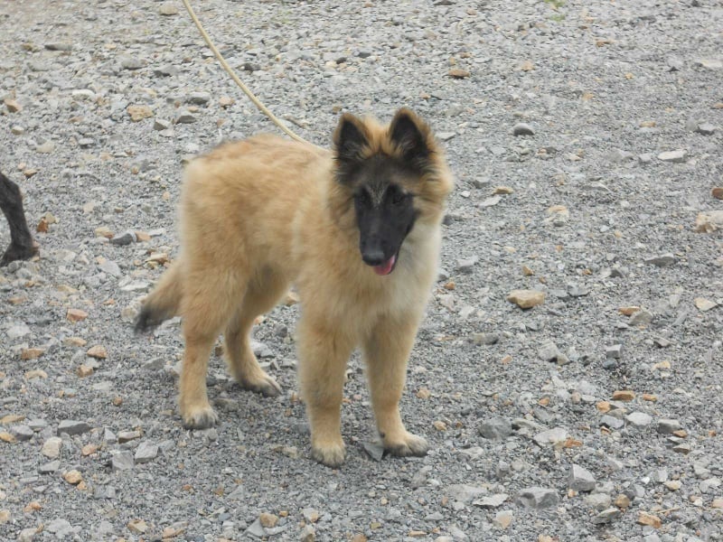 Publication : des Loups de la Tiarde Auteur : Brigitte BOISSE