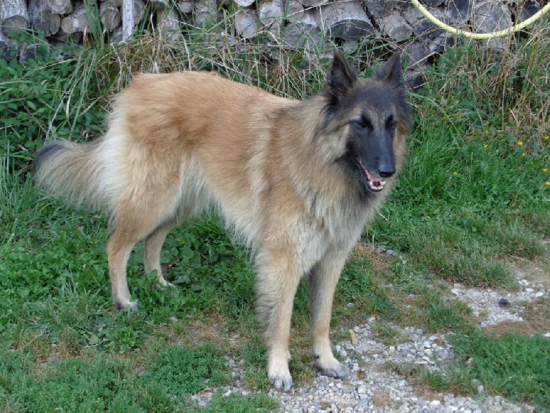 Publication : des Loups de la Tiarde Auteur : Brigitte BOISSE