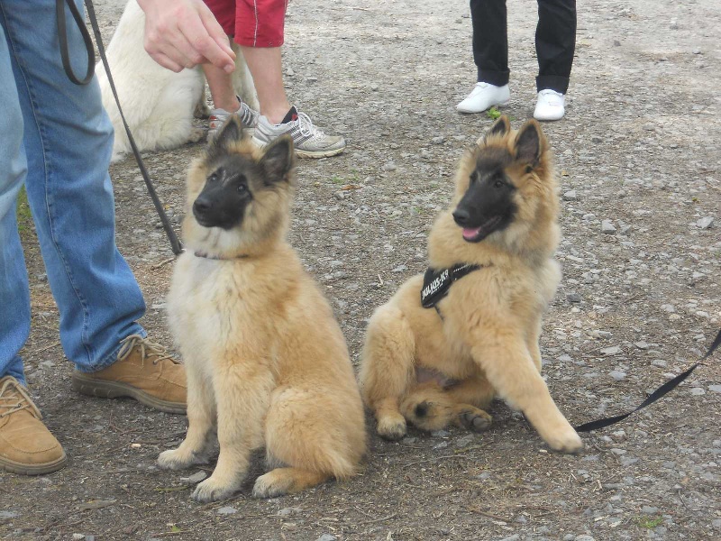 Publication : des Loups de la Tiarde Auteur : Brigitte BOISSE