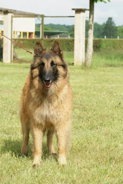 Publication : des Loups de la Tiarde Auteur : brigitte BOISSE