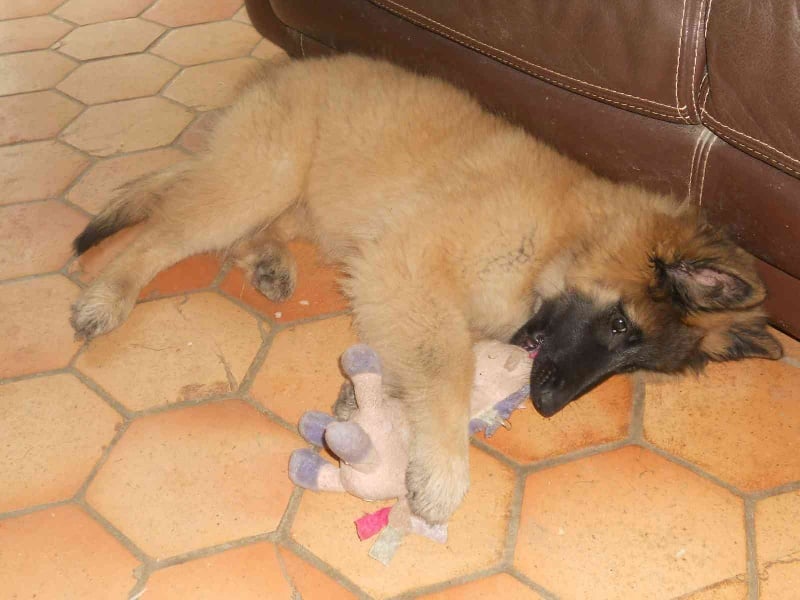 Publication : des Loups de la Tiarde Auteur : Brigitte BOISSE