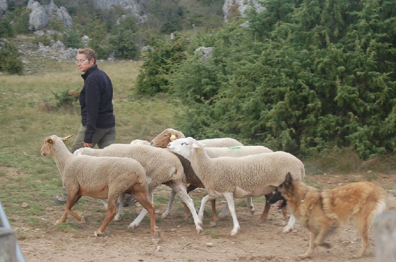 Publication : des Loups de la Tiarde Auteur : brigitte BOISSE