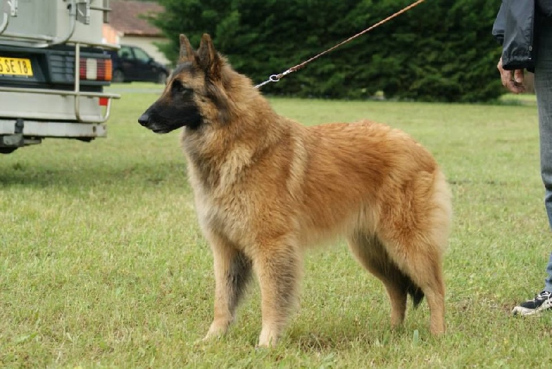 Publication : des Loups de la Tiarde Auteur : brigitte BOISSE