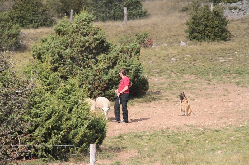 Publication : des Loups de la Tiarde Auteur : brigitte BOISSE