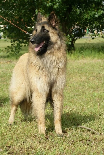 Publication : des Loups de la Tiarde Auteur : Brigitte BOISSE