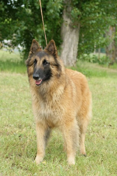 Publication : des Loups de la Tiarde Auteur : brigitte BOISSE