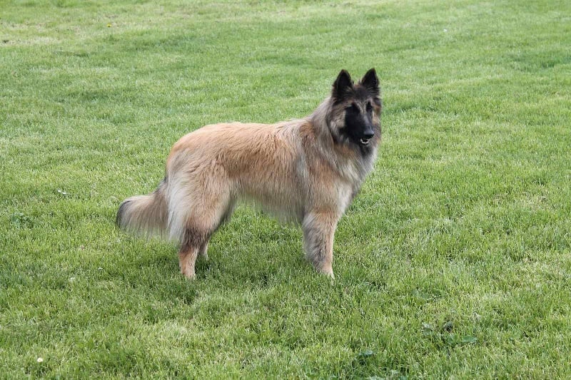 Publication : des Loups de la Tiarde Auteur : Brigitte BOISSE