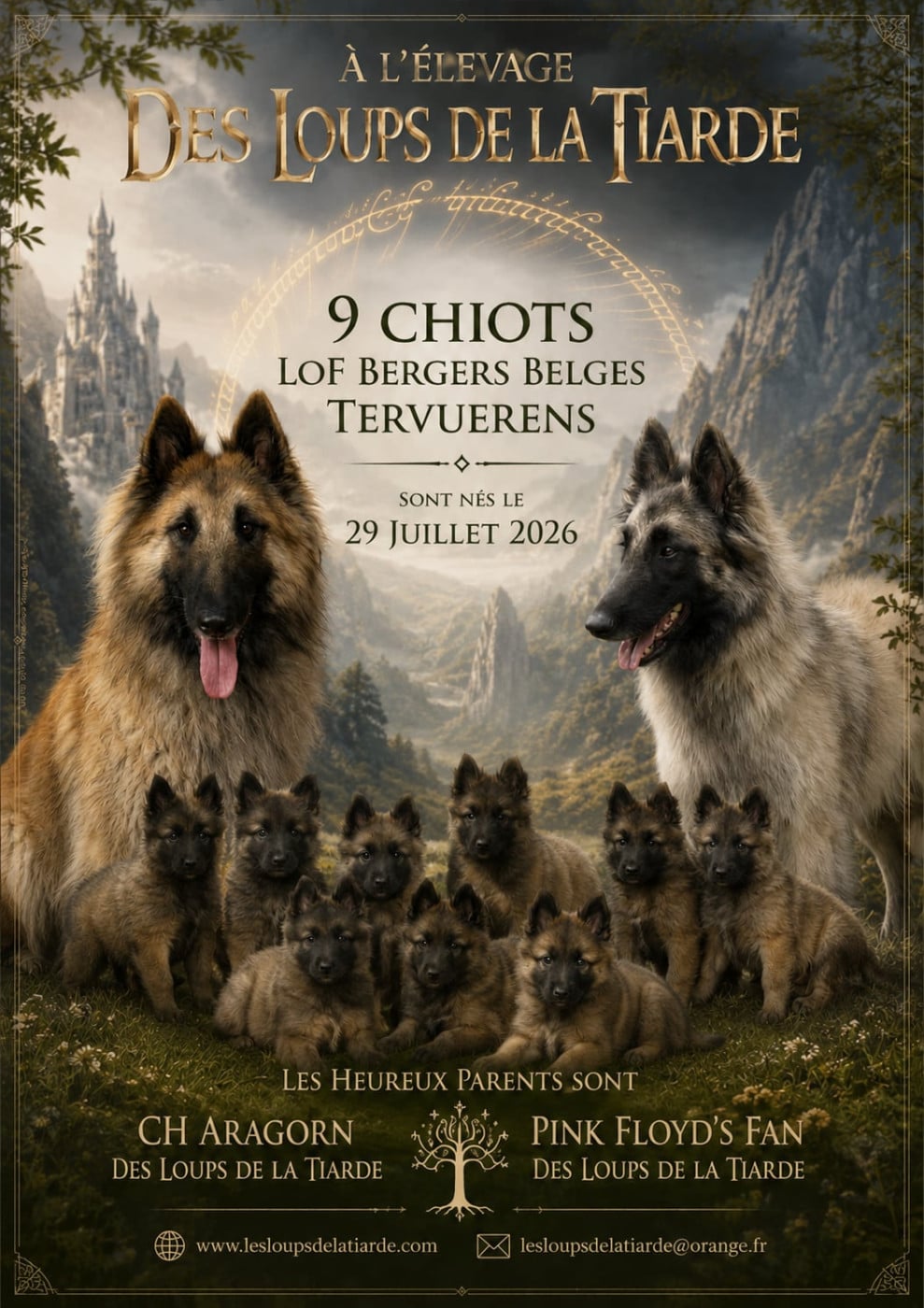 Berger Belge - des Loups de la Tiarde