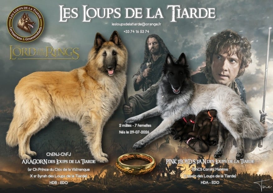 Berger Belge - des Loups de la Tiarde