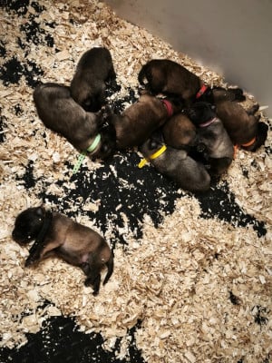 Les chiots de Berger Belge