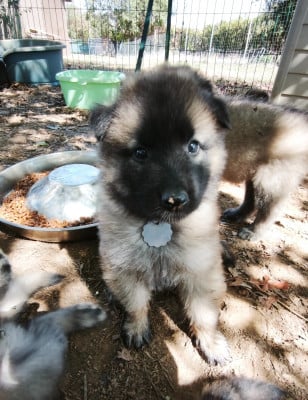 Les chiots de Berger Belge