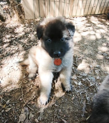 Les chiots de Berger Belge