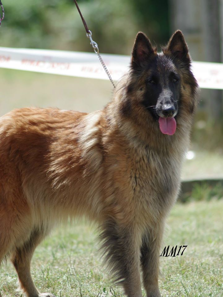 Efi royale du Parc de la Mouline - 2ème excellente classe ouverte femelle