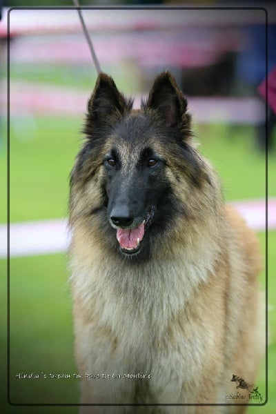 CH. Hindia's dream du Parc de la Mouline - 1ère exc COF