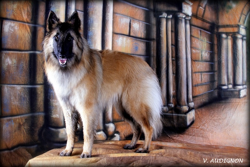 CH. Hindia's dream du Parc de la Mouline - 1er excellent CACIB CACS Meilleure de race