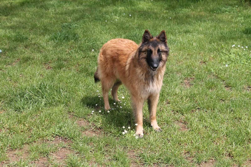 Efi royale du Parc de la Mouline - 2ème excellent RCR