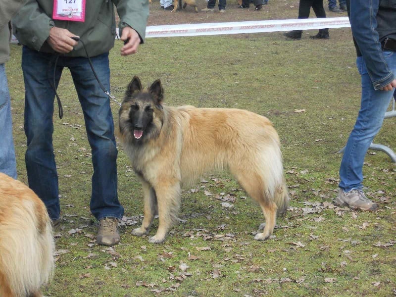 CH. Hindia's dream du Parc de la Mouline - 1er excellent meilleur jeune tervueren, meilleure jeune du 1er groupe.