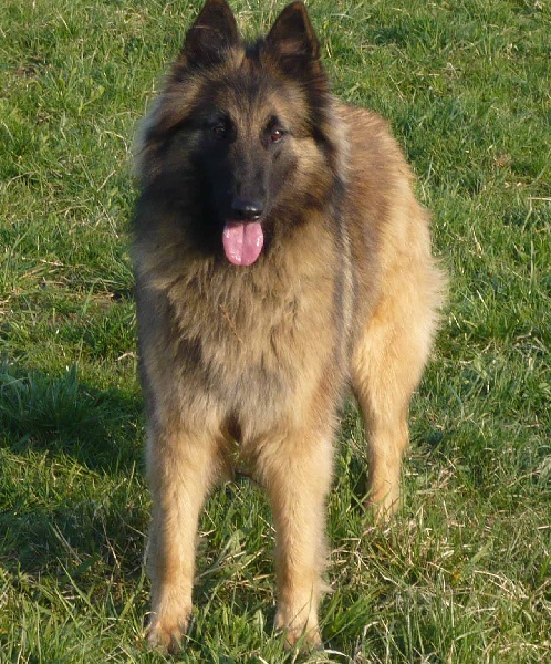 Bullet des Loups de la Tiarde - EXCELLENTE