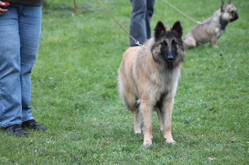 CH. Hindia's dream du Parc de la Mouline - exc cof