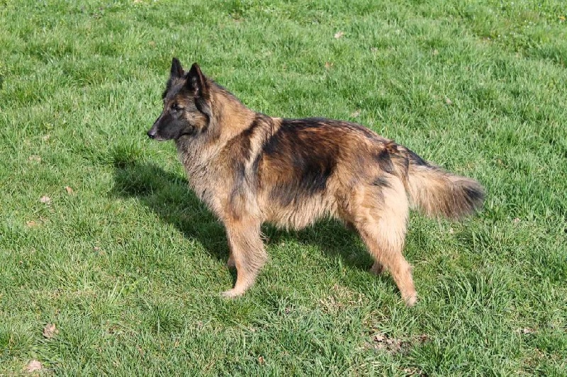 Bullet des Loups de la Tiarde - 1ère exc meilleure vétéran