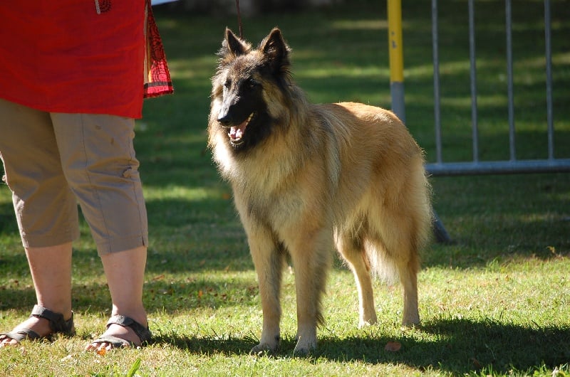 CH. Hindia's dream du Parc de la Mouline - 1er exc CACIB CACS Classe ouverte femelle