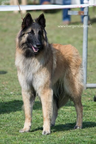 CH. Hindia's dream du Parc de la Mouline - 1ère excellente CACIB classe champion