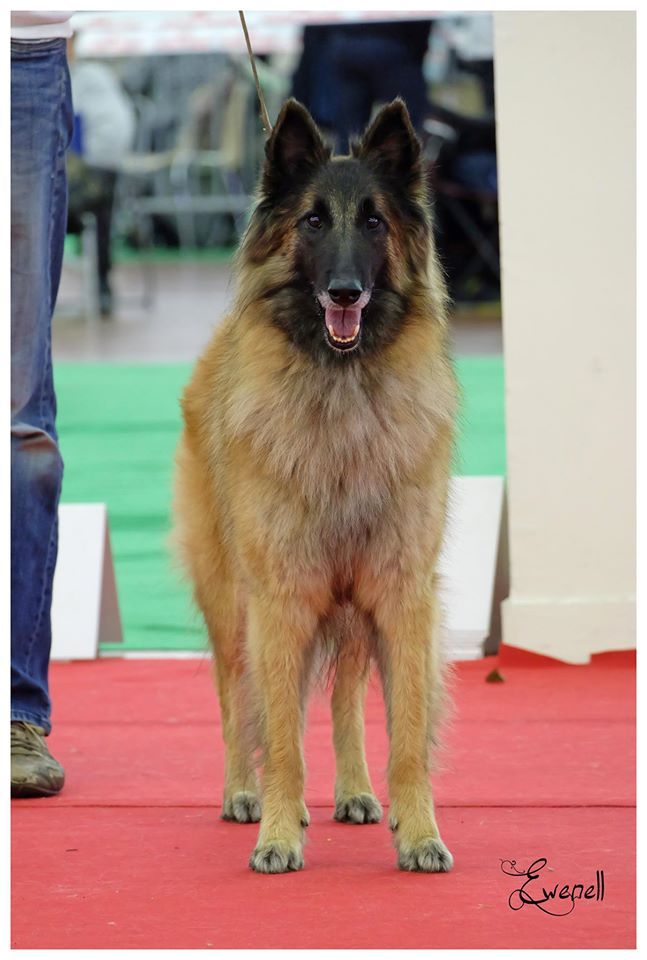 CH. Hindia's dream du Parc de la Mouline - 1ère excellente classe champion RCACIB