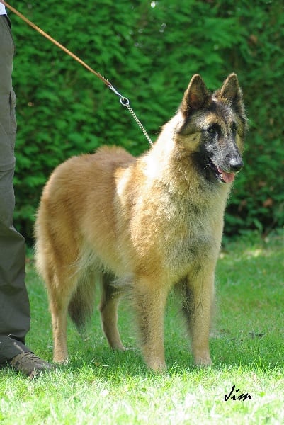 Efi royale du Parc de la Mouline - 1ère excellente CACIB-CACS