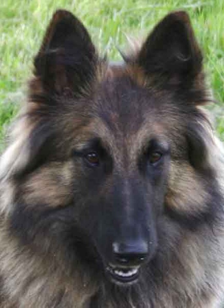 Bullet des Loups de la Tiarde - 3ème EXCELLENT