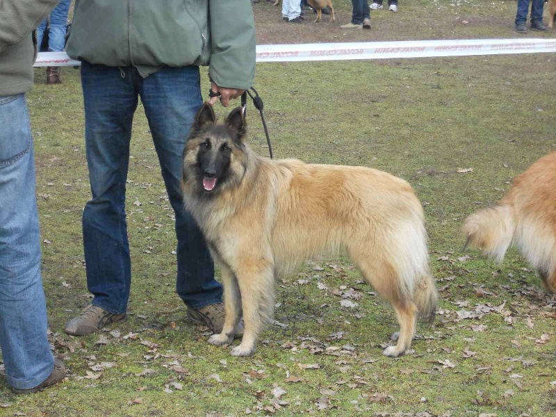 CH. Hindia's dream du Parc de la Mouline - 1er EXC CLASSE JEUNE CSAU + TAN exc+ CANT