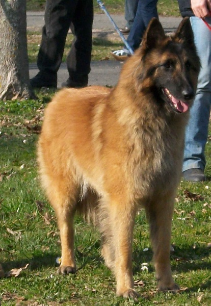 Efi royale du Parc de la Mouline - CACIB CACS meilleure de race