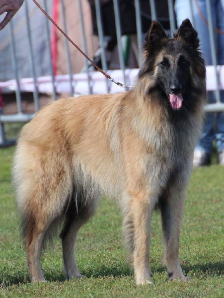 CH. Hindia's dream du Parc de la Mouline - 1ère excellente classe champion CACIB meilleure de race