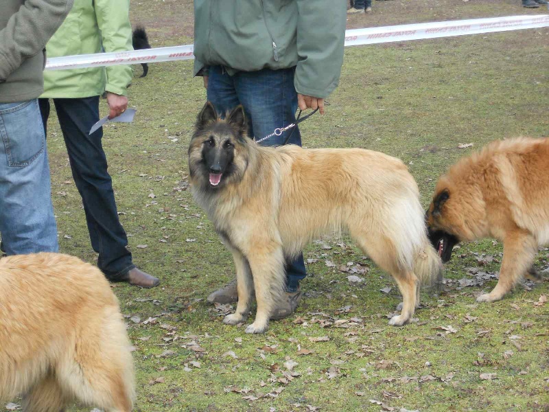 CH. Hindia's dream du Parc de la Mouline - 4ème excellente en classe jeune