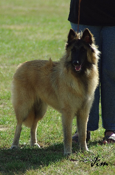 CH. Hindia's dream du Parc de la Mouline - très prometteur classe puppy