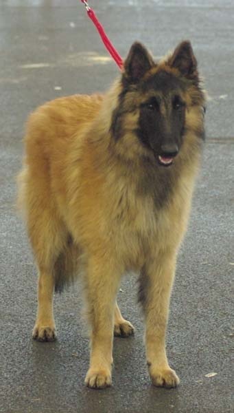 Efi royale du Parc de la Mouline - TRES PROMETTEUR