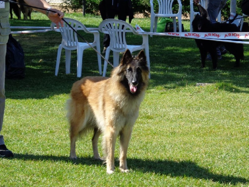 CH. Hindia's dream du Parc de la Mouline - 2ème EXC